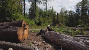 Best Firewood Processing and Delivery  in Durham, CA
