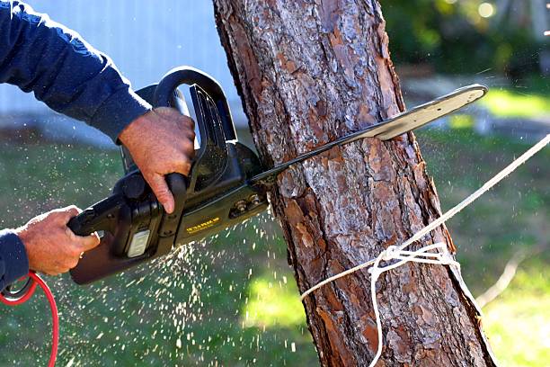 Best Pest Control for Lawns  in Durham, CA