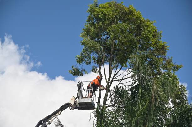 Best Utility Line Clearance  in Durham, CA