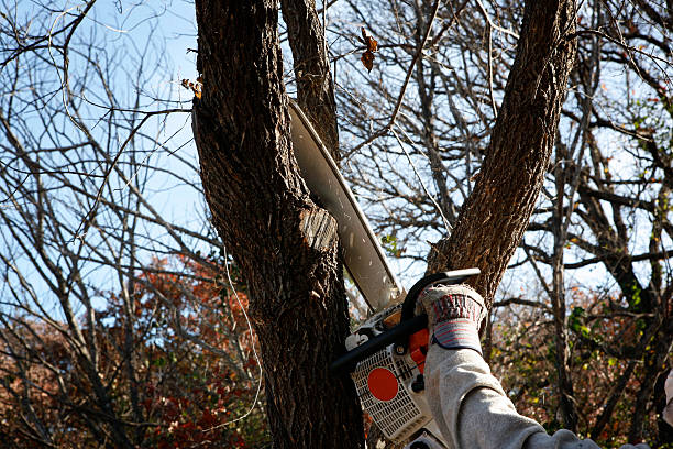 Best Tree Cabling and Bracing  in Durham, CA