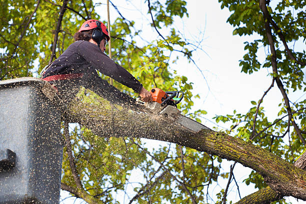 Best Leaf Removal  in Durham, CA