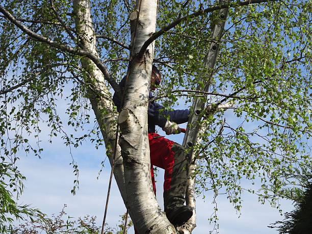 How Our Tree Care Process Works  in  Durham, CA
