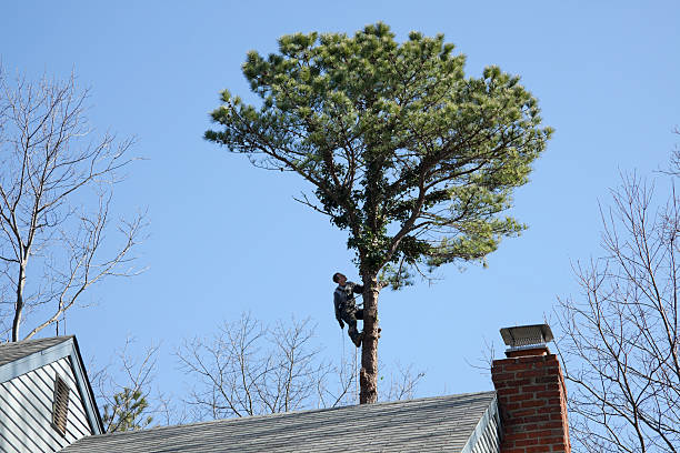 Professional Tree Care in Durham, CA