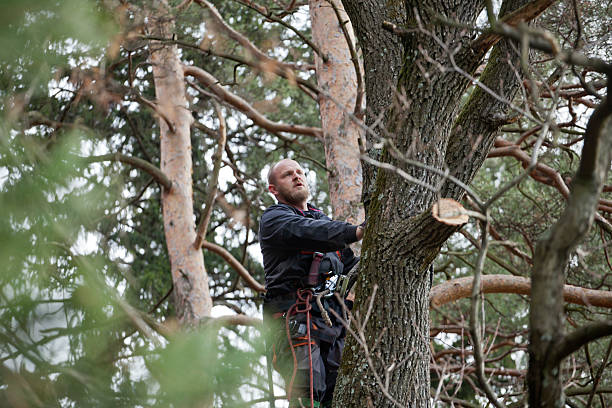 Best Tree Maintenance Programs  in Durham, CA