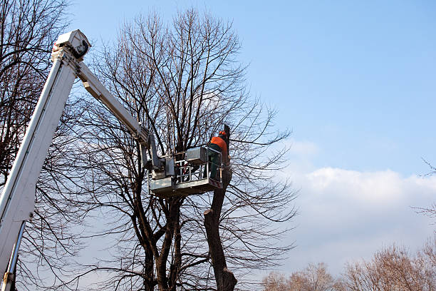 Best Fruit Tree Pruning  in Durham, CA