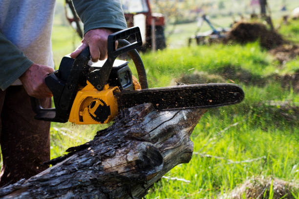 Best Tree and Shrub Care  in Durham, CA